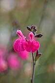 NORWELL NURSERIES, NOTTINGHAMSHIRE: FALL, AUTUMN, OCTOBER, PINK FLOWERS OF SALVIA PINK BLUSH, SAGES