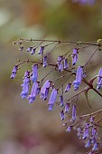 NORWELL NURSERIES, NOTTINGHAMSHIRE: BLUE, PURPLE FLOWERS OF TRUMPET SPURFLOWER, RABDOSIA EFFUSA, PERENNIALS, FALL, AUTUMN, JAPAN