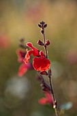 NORWELL NURSERIES, NOTTINGHAMSHIRE: FALL, AUTUMN, OCTOBER, RED FLOWERS OF SALVIA RED VELVET, SAGES