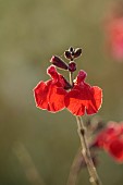 NORWELL NURSERIES, NOTTINGHAMSHIRE: FALL, AUTUMN, OCTOBER, RED FLOWERS OF SALVIA RED VELVET, SAGES