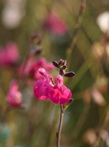 NORWELL_NURSERIES_NOTTINGHAMSHIRE_FALL_AUTUMN_OCTOBER_PINK_FLOWERS_OF_SALVIA_PINK_BLUSH_SAGES