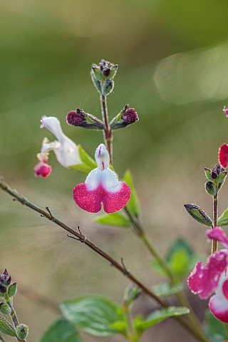 NORWELL_NURSERIES_NOTTINGHAMSHIRE_FALL_AUTUMN_OCTOBER_RED_PINK_WHITE_FLOWERS_OF_SALVIA_CHERRY_LIPS