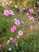 NORWELL NURSERIES, NOTTINGHAMSHIRE: FALL, AUTUMN, OCTOBER, PINK, WHITE FLOWERS OF COSMOS PICOTEE, ANNUALS