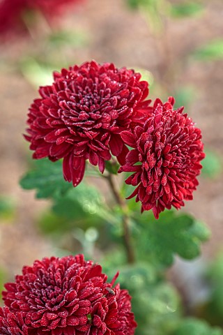 NORWELL_NURSERIES_NOTTINGHAMSHIRE_FALL_AUTUMN_OCTOBER_RED_FLOWERS_OF_CHRYSANTHEMUM_RUBY_MOUND