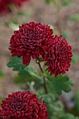NORWELL NURSERIES, NOTTINGHAMSHIRE: FALL, AUTUMN, OCTOBER, RED FLOWERS OF CHRYSANTHEMUM RUBY MOUND