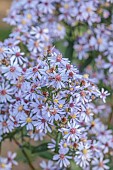 NORWELL NURSERIES, NOTTINGHAMSHIRE: FALL, AUTUMN, OCTOBER, BLUE, PINK FLOWERS, BLOOMS OF ASTER CORDIFOLIUS, PERENNIALS