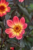 NORWELL NURSERIES, NOTTINGHAMSHIRE: FALL, AUTUMN, OCTOBER, PINK, YELLOW FLOWERS, BLOOMS OF DAHLIA HS FLAME