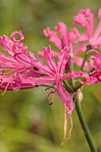 NORWELL NURSERIES, NOTTINGHAMSHIRE: PINK FLOWERS, BLOOMS OF NERINE ISABEL, AUTUMN, FALL, OCTOBER