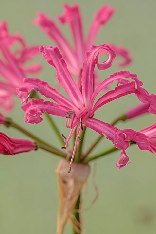 NORWELL_NURSERIES_NOTTINGHAMSHIRE_PINK_FLOWERS_BLOOMS_OF_NERINE_ISABEL_AUTUMN_FALL_OCTOBER