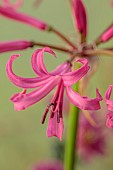 NORWELL NURSERIES, NOTTINGHAMSHIRE: PINK FLOWERS, BLOOMS OF NERINE BOWDENII FAVOURITE, AUTUMN, FALL, OCTOBER