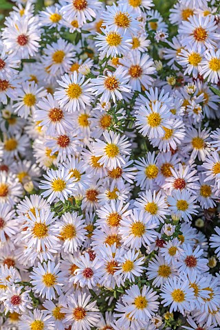 NORWELL_NURSERIES_NOTTINGHAMSHIRE_FALL_AUTUMN_OCTOBER_WHITE_CREAM_FLOWERS_BLOOMS_OF_ASTER_EDWIN_BECK