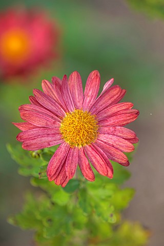 NORWELL_NURSERIES_NOTTINGHAMSHIRE_FALL_AUTUMN_OCTOBER_PINK_YELLOW_FLOWERS_BLOOMS_OF_CHRYSANTHEMUM_BE