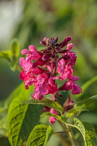 NORWELL_NURSERIES_NOTTINGHAMSHIRE_FALL_AUTUMN_OCTOBER_PINK_RED_FLOWERS_BLOOMS_OF_SALVIA_INVOLUCRATA_
