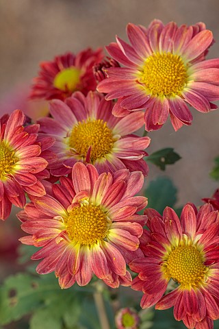 NORWELL_NURSERIES_NOTTINGHAMSHIRE_FALL_AUTUMN_OCTOBER_PINK_FLOWERS_BLOOMS_OF_CHRYSANTHEMUM_NELL_GWYN
