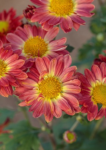 NORWELL_NURSERIES_NOTTINGHAMSHIRE_FALL_AUTUMN_OCTOBER_PINK_FLOWERS_BLOOMS_OF_CHRYSANTHEMUM_NELL_GWYN