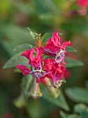 NORWELL NURSERIES, NOTTINGHAMSHIRE: FALL, AUTUMN, OCTOBER, PINK, RED FLOWERS, BLOOMS OF CUPHEA BLEPHAROPHYLLA, EYELASH LEAVED CUPHEA, ANNUALS