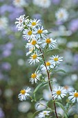 NORWELL NURSERIES, NOTTINGHAMSHIRE: FALL, AUTUMN, OCTOBER, WHITE, CREAM FLOWERS, BLOOMS OF ASTER WHITE CLIMAX, PERENNIALS