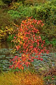 SIR HAROLD HILLIER GARDENS, HAMPSHIRE: OCTOBER, FALL, AUTUMN, ARBORETUM, POND, WATER, POOL, RED, ORANGE LEAVES, FOLIAGE OF NYSSA SYLVATICA AUTUMN SHADES