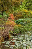 SIR HAROLD HILLIER GARDENS, HAMPSHIRE: OCTOBER, FALL, AUTUMN, ARBORETUM, POND, WATER, POOL, RED, ORANGE LEAVES, FOLIAGE OF NYSSA SYLVATICA AUTUMN SHADES