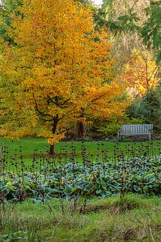 SIR_HAROLD_HILLIER_GARDENS_HAMPSHIRE_FALL_AUTUMN_OCTOBER_YELLOW_FOLIAGE_LEAVES_OF_NYSSA_SYLVATICA_WI