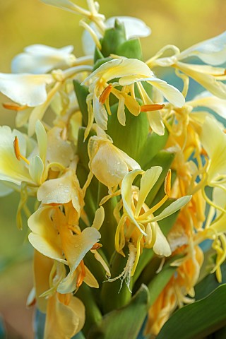 SIR_HAROLD_HILLIER_GARDENS_HAMPSHIRE_FALL_AUTUMN_OCTOBER_YELLOW_FLOWERS_OF_HEDYCHIUM_WARDII_GINGER_P