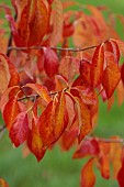 SIR HAROLD HILLIER GARDENS, HAMPSHIRE: FALL, AUTUMN, OCTOBER, RED, ORANGE LEAVES, FOLIAGE OF NYSSA SYLVATICA RED RAGE, DECIDUOUS, SHRUBS