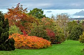 SIR HAROLD HILLIER GARDENS, HAMPSHIRE: VIEW OF GARDEN AND LANDSCAPE BEYOND, ORANGE FOLIAGE OF RHUS TYPHINA, STAG HORN SUMACH, OCTOBER, FALL, AUTUMN, LAWN, ARBORETUM