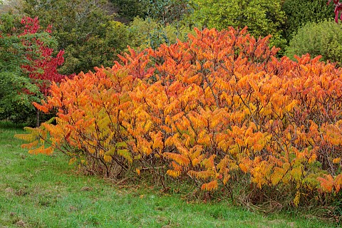 SIR_HAROLD_HILLIER_GARDENS_HAMPSHIRE_ORANGE_FOLIAGE_OF_RHUS_TYPHINA_STAG_HORN_SUMACH_OCTOBER_FALL_AU
