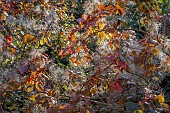 BOWOOD HOUSE AND GARDENS, WILTSHIRE: FALL, AUTUMN, OCTOBER, LEAVES, FOLIAGE OF COTINUS, SHRUBS