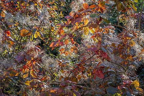 BOWOOD_HOUSE_AND_GARDENS_WILTSHIRE_FALL_AUTUMN_OCTOBER_LEAVES_FOLIAGE_OF_COTINUS_SHRUBS