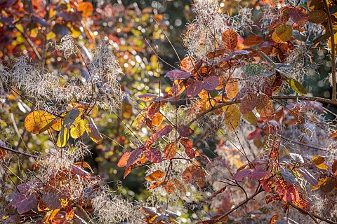 BOWOOD_HOUSE_AND_GARDENS_WILTSHIRE_FALL_AUTUMN_OCTOBER_LEAVES_FOLIAGE_OF_COTINUS_SHRUBS