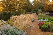 BROUGHTON GRANGE GARDENS, OXFORDSHIRE: FALL, AUTUMN, OCTOBER, PARTERRE, GRASSES, PATH, STIPA CALAMAGROSTIS, TREES, CLIPPED YEW