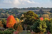 BROUGHTON GRANGE GARDENS, OXFORDSHIRE: AUTUMN, FALL, OCTOBER, WOODLAND, TREES, THE ARBORETUM SEEN FROM THE WALLED GARDEN