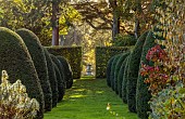 BROUGHTON GRANGE GARDENS, OXFORDSHIRE: GRASS PATH, CLIPPED TOPIARY YEW AVENUE, TREES, AUTUMN, OCTOBER, FALL