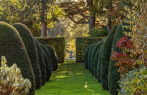 BROUGHTON_GRANGE_GARDENS_OXFORDSHIRE_GRASS_PATH_CLIPPED_TOPIARY_YEW_AVENUE_TREES_AUTUMN_OCTOBER_FALL
