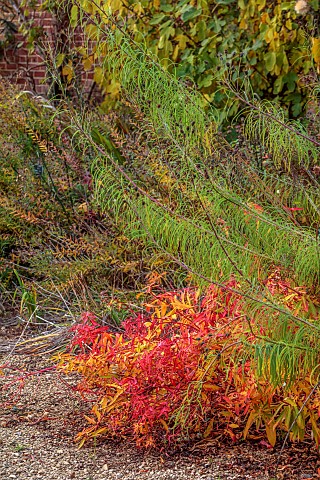 BROUGHTON_GRANGE_GARDENS_OXFORDSHIRE_AUTUMN_FALL_OCTOBER_YELLOW_RED_LEAVES_FOLIAGE_OF_EUPHORBIA_GRIF