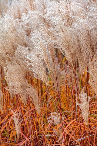 BROUGHTON_GRANGE_GARDENS_OXFORDSHIRE_AUTUMN_FALL_OCTOBER_LEAVES_FOLIAGE_OF_GRASSES_MISCANTHUS_SINENS