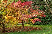 HERGEST CROFT GARDENS, HEREFORDSHIRE: RED, YELLOW LEAVES OF NEOSHIRAKIA JAPONICA, MILK TREE, TALLOW TREE, TREES, AUTUMN, FALL, OCTOBER, LEAVES, FOLIAGE