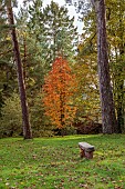 HERGEST CROFT GARDENS, HEREFORDSHIRE: FALL, AUTUMN, NOVEMBER, WOODEN BENCH, SORBUS ULLEUNGENSIS, TRUNKS OF PINUS NIGRA AND PINUS SYLVESTRIS