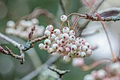 HERGEST CROFT GARDENS, HEREFORDSHIRE: WHITE BERRIES, FRUITS OF SORBUS BISSETII, SYN. SORBUS PEARLS, TREES, BERRY, AUTUMN, FALL, OCTOBER