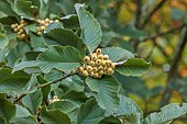HERGEST CROFT GARDENS, HEREFORDSHIRE: CREAM, YELLOW BERRIES, FRUITS OF SORBUS HEDLUNDII, TREES, BERRY, AUTUMN, FALL, OCTOBER, LEAVES, FOLIAGE