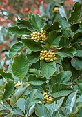 HERGEST CROFT GARDENS, HEREFORDSHIRE: CREAM, YELLOW BERRIES, FRUITS OF SORBUS HEDLUNDII, TREES, BERRY, AUTUMN, FALL, OCTOBER, LEAVES, FOLIAGE