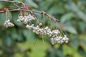 HERGEST CROFT GARDENS, HEREFORDSHIRE: CREAM, WHITE BERRIES, FRUITS OF SORBUS EBURNEA, TREES, BERRY, AUTUMN, FALL, OCTOBER, LEAVES, FOLIAGE