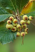 HERGEST CROFT GARDENS, HEREFORDSHIRE: CREAM, YELLOW, GREEN BERRIES, FRUITS OF SORBUS HEDLUNDII, TREES, BERRY, AUTUMN, FALL, OCTOBER