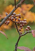 HERGEST CROFT GARDENS, HEREFORDSHIRE: RED, BROWN BERRIES, FRUITS OF SORBUS MEGALOCARPA, TREES, BERRY, AUTUMN, FALL, OCTOBER