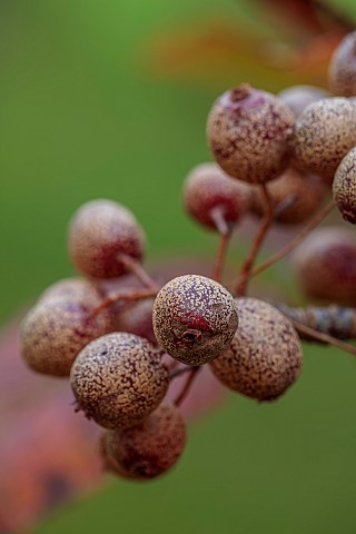 HERGEST_CROFT_GARDENS_HEREFORDSHIRE_RED_BROWN_BERRIES_FRUITS_OF_SORBUS_MEGALOCARPA_TREES_BERRY_AUTUM