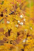HERGEST CROFT GARDENS, HEREFORDSHIRE: CREAM, WHITE, BERRIES, FRUITS, YELLOW LEAVES, FOLIAGE OF SORBUS RHAMNOIDES, TREES, BERRY, AUTUMN, FALL, OCTOBER