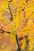 HERGEST CROFT GARDENS, HEREFORDSHIRE: YELLOW LEAVES, FOLIAGE OF SORBUS RHAMNOIDES, TREES, BERRY, AUTUMN, FALL, OCTOBER
