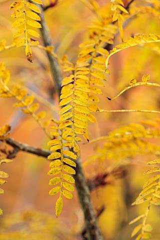 HERGEST_CROFT_GARDENS_HEREFORDSHIRE_YELLOW_LEAVES_FOLIAGE_OF_SORBUS_RHAMNOIDES_TREES_BERRY_AUTUMN_FA