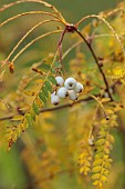 HERGEST CROFT GARDENS, HEREFORDSHIRE: CREAM, WHITE, BERRIES, FRUITS, YELLOW LEAVES, FOLIAGE OF SORBUS RHAMNOIDES, TREES, BERRY, AUTUMN, FALL, OCTOBER